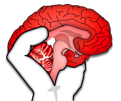 Occupy Your Brain